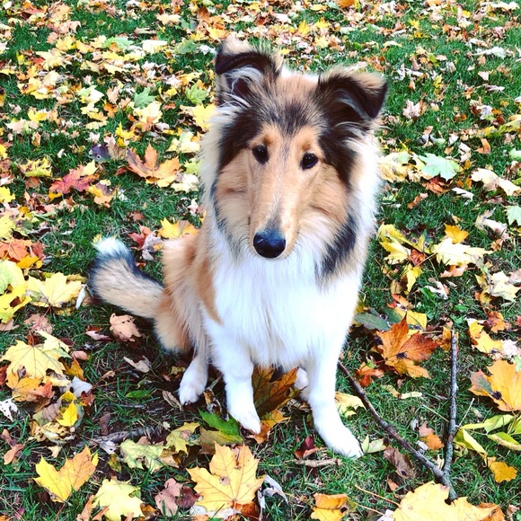 Meet your Posher, Carolyn ✨ Posh Ambassador - Picture 6 of 6